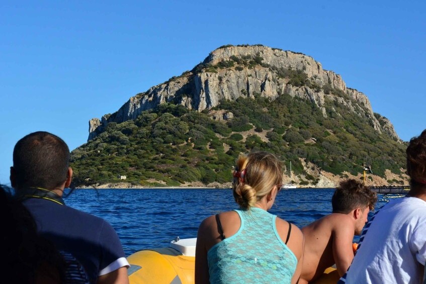 Picture 4 for Activity Golfo Aranci: Dolphin Watching and Snorkeling Boat Tour