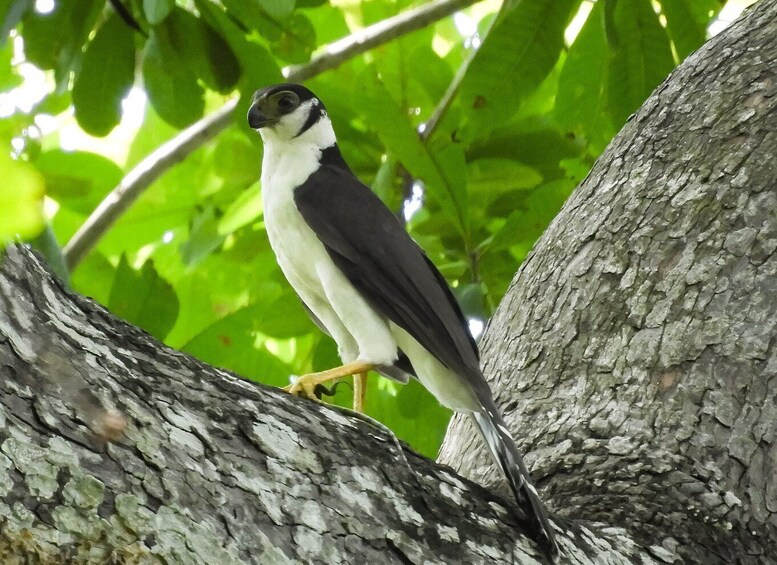 Picture 8 for Activity Cartagena: Private Bird-Watching Tour with Breakfast