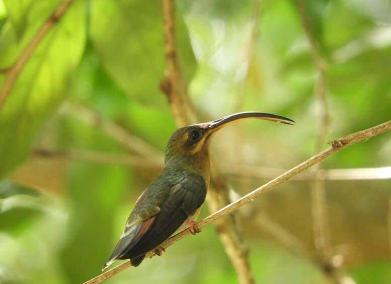 Picture 1 for Activity Cartagena: Private Bird-Watching Tour with Breakfast