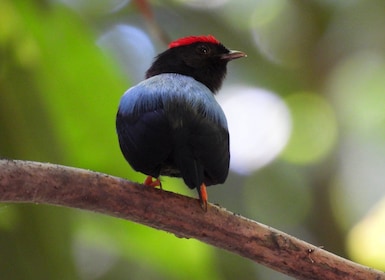 Cartagena: Tur Mengamati Burung Pribadi dengan Sarapan