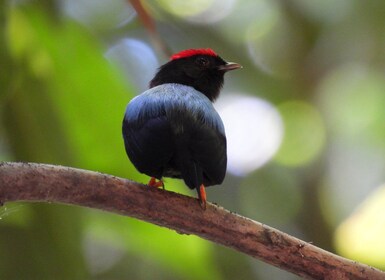 Cartagena: Private Vogelbeobachtungstour mit Frühstück