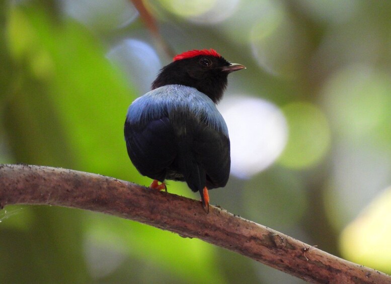 Cartagena: Private Bird-Watching Tour with Breakfast