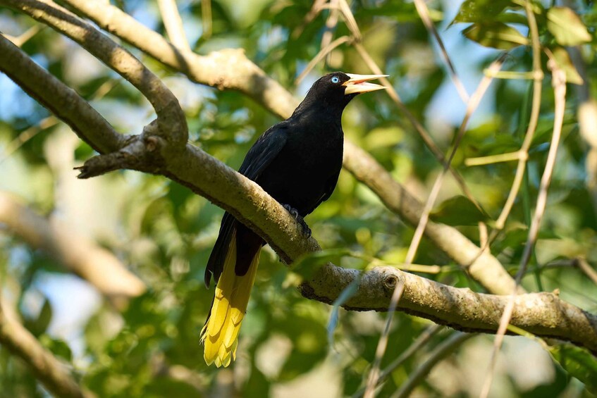 Picture 11 for Activity Cartagena: Private Bird-Watching Tour with Breakfast