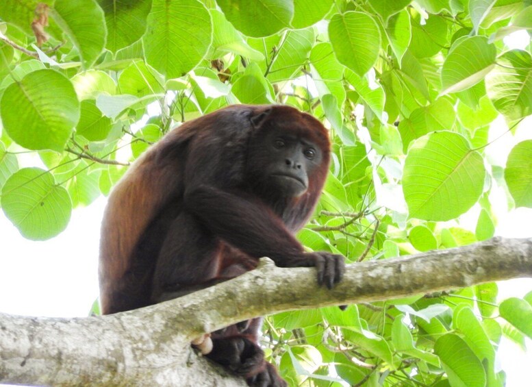 Picture 13 for Activity Cartagena: Private Bird-Watching Tour with Breakfast