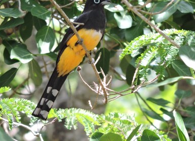 Cancún: escursione guidata di birdwatching