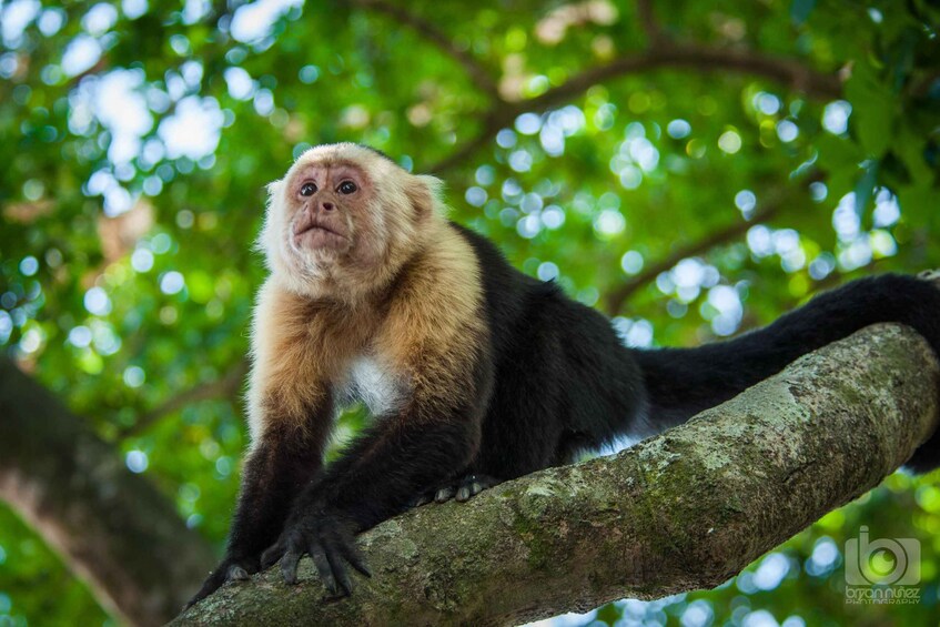 Picture 2 for Activity Guanacaste: Palo Verde Boat Tours