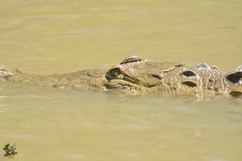 Picture 5 for Activity Guanacaste: Palo Verde Boat Tours