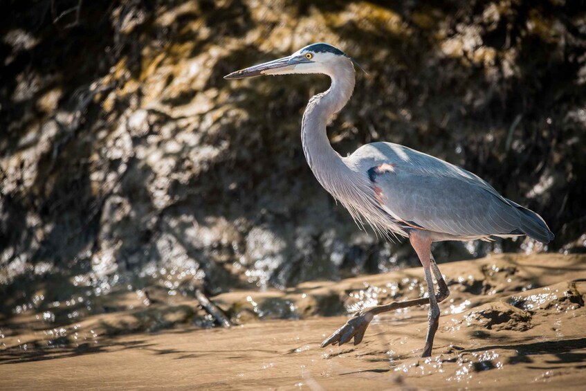 Picture 4 for Activity Guanacaste: Palo Verde Boat Tours