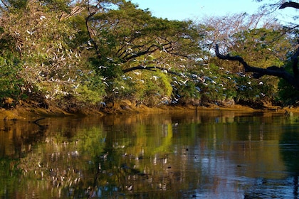 Guanacaste: Palo Verde Boat Tours