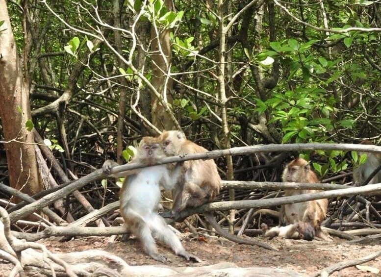 Picture 8 for Activity Mangrovetour 888 in Langkawi: Estimated 2 hours (Private)