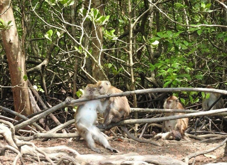 Picture 8 for Activity Mangrovetour 888 in Langkawi: Estimated 2 hours (Private)