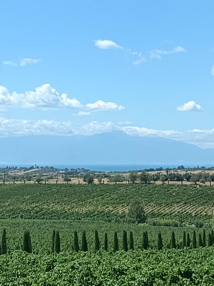 Picture 9 for Activity Thessaloniki: Winery Visit with Wine Tasting Experience