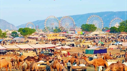 Jodhpur: Camel Safari & Sightseeing Tour With Sumer