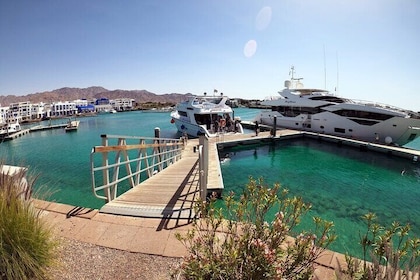 Take advantage of a half-day boat dive experience in Red sea of Aqaba.
