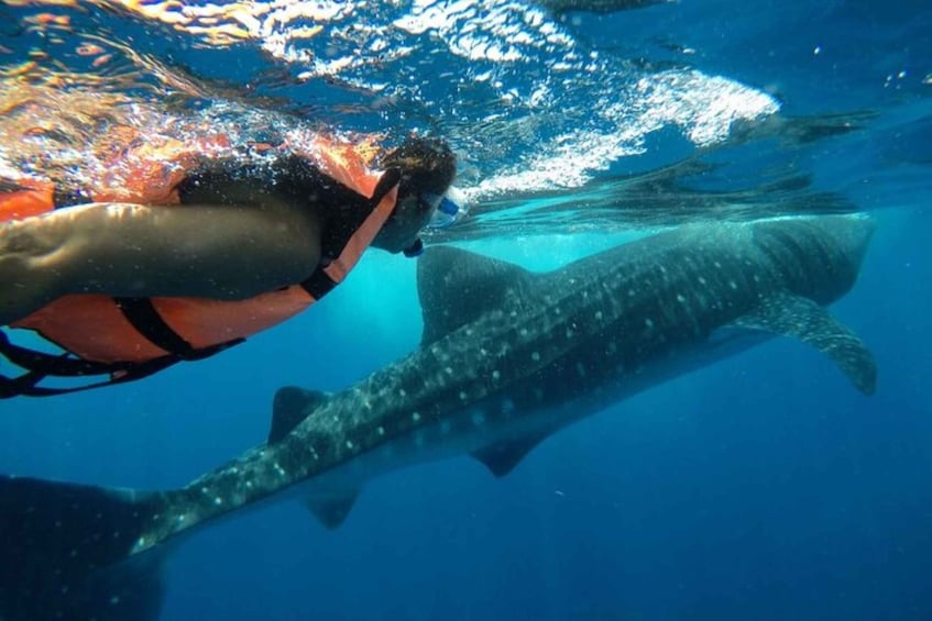 Picture 1 for Activity From Holbox Island: Whale Shark Tour
