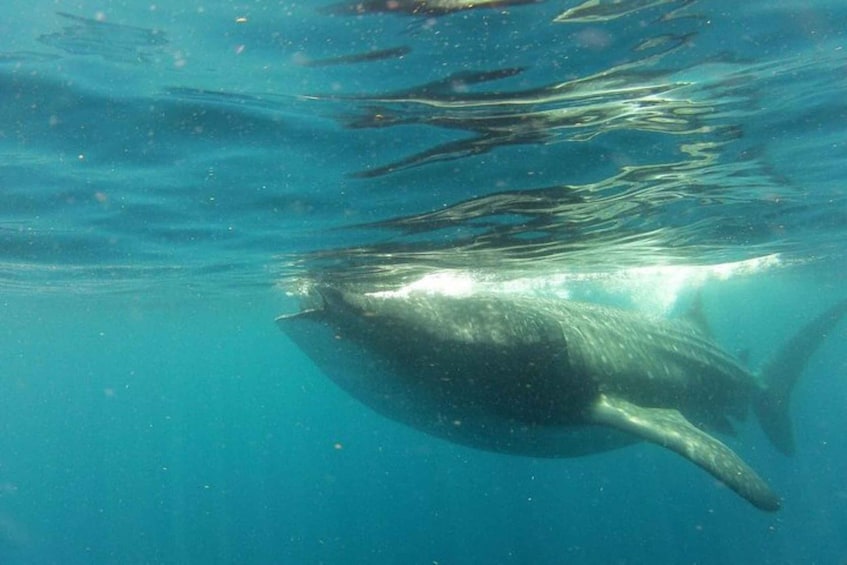 Picture 4 for Activity From Holbox Island: Whale Shark Tour
