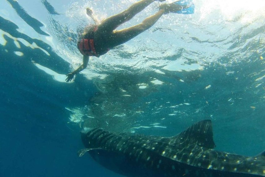 Picture 3 for Activity From Holbox Island: Whale Shark Tour
