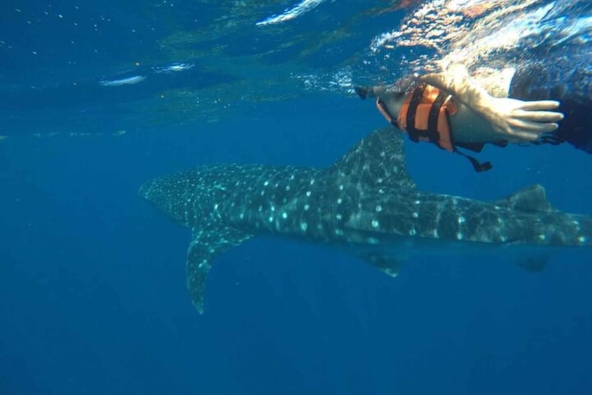 Picture 2 for Activity From Holbox Island: Whale Shark Tour