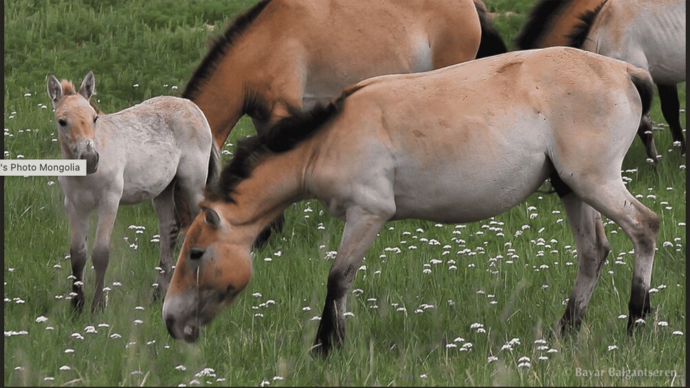 Picture 7 for Activity The Khustai National Park day tour