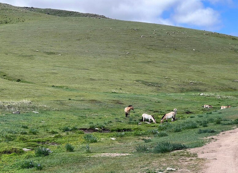 Picture 3 for Activity The Khustai National Park day tour