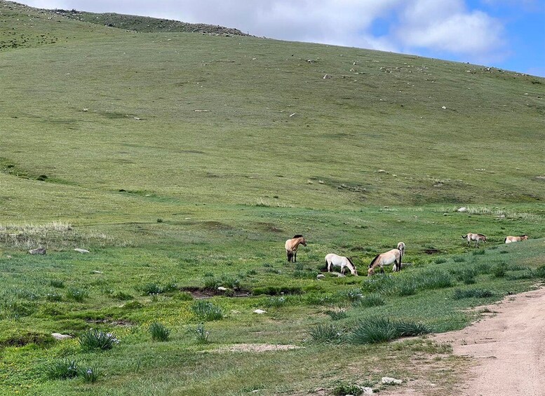 Picture 3 for Activity The Khustai National Park day tour