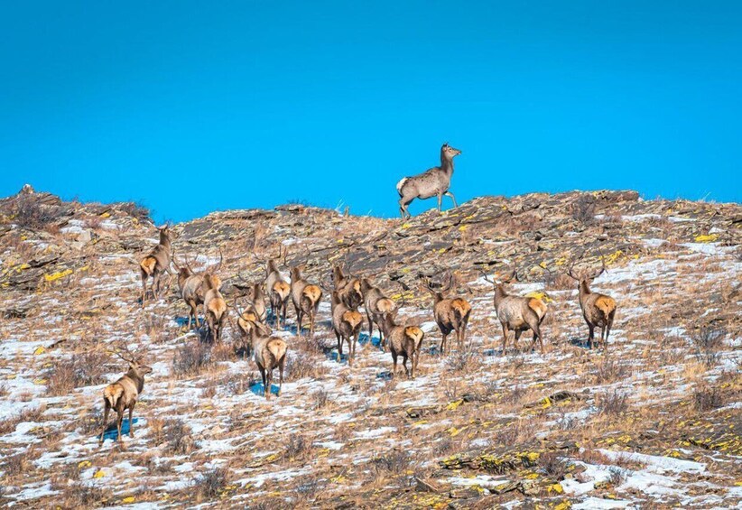 Picture 6 for Activity The Khustai National Park day tour