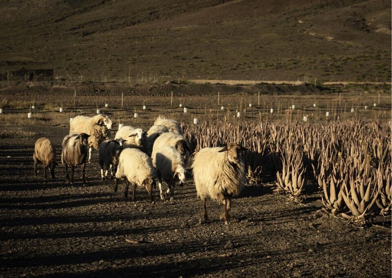 Picture 13 for Activity Fuerteventura Organic Farm Guided Tour w/ optional lunch