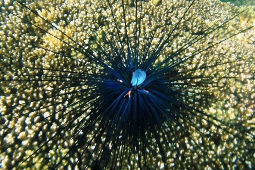 Picture 2 for Activity Huatulco: Premium Family Snorkeling Experience
