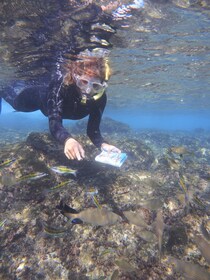 Guided Snorkelling Experience