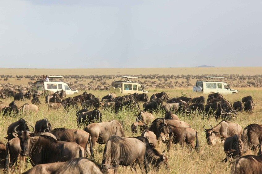 Picture 28 for Activity 8 Days Maasai Mara- Serengeti 6 star Luxury flying safari