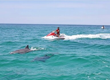 Cape Coral und Fort Myers: Wild Life Jet Ski Tour