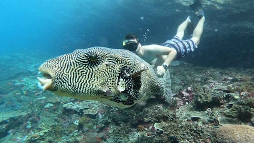 From Bali: Nusa Lembongan Snorkelling Mangrove and Land Tours