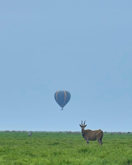 Picture 22 for Activity Serengeti: Balloon Safari and Bush Breakfast