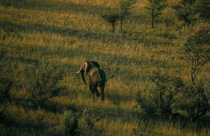 Picture 17 for Activity Serengeti: Balloon Safari and Bush Breakfast