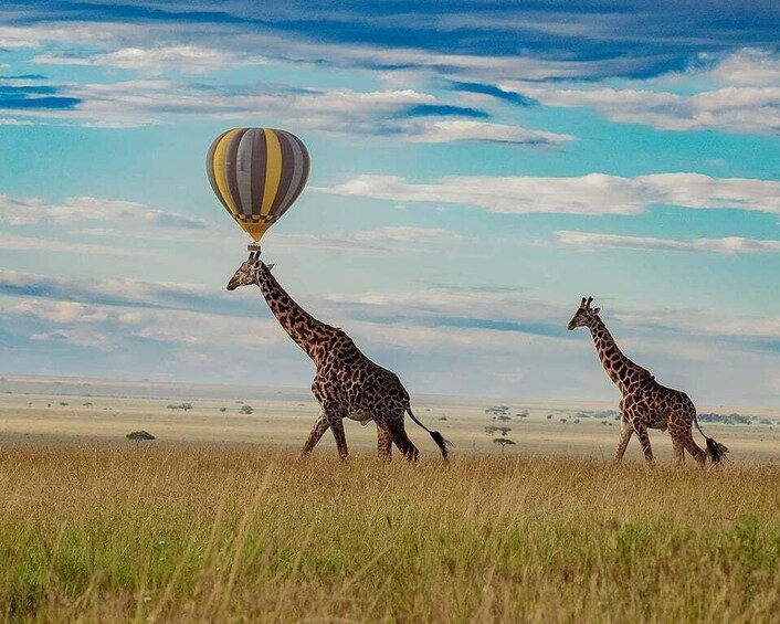 Picture 7 for Activity Serengeti: Balloon Safari and Bush Breakfast