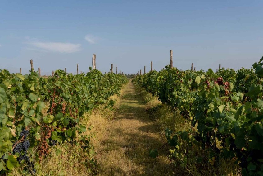 Vineyard Elegance: A Mendoza Wine Odyssey