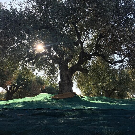 Picture 12 for Activity Greek Cooking Class in an Olive grove in Messinia