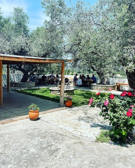 Picture 2 for Activity Greek Cooking Class in an Olive grove in Messinia