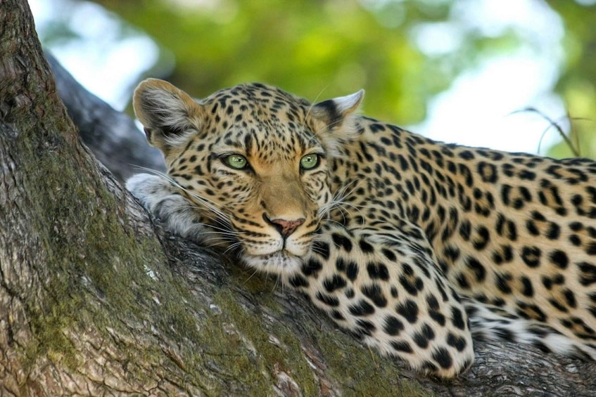 Yala National Park: Leopard Safari Day Tour from Colombo