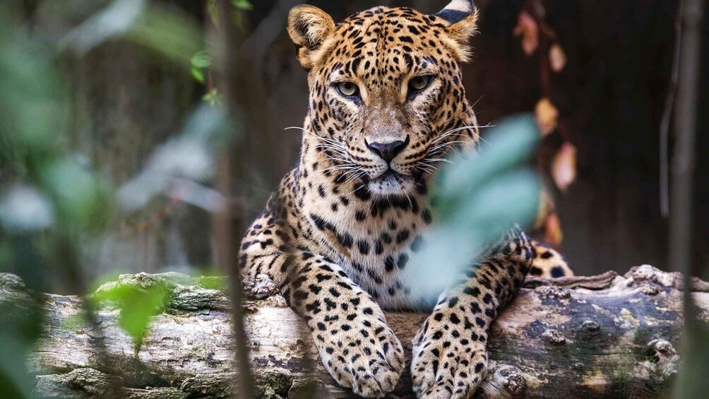 Picture 8 for Activity Yala National Park: Leopard Safari Day Tour from Colombo