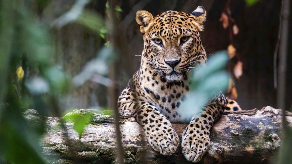 Picture 8 for Activity Yala National Park: Leopard Safari Day Tour from Colombo