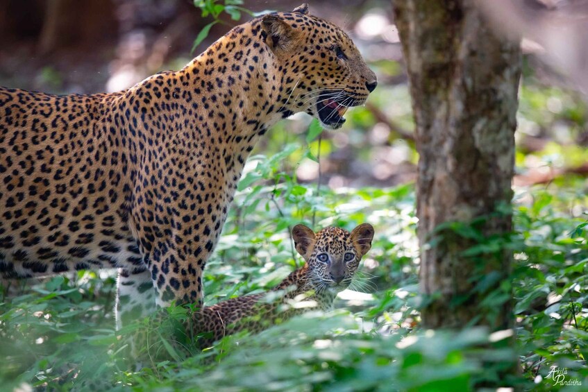 Picture 2 for Activity Yala National Park: Leopard Safari Day Tour from Colombo
