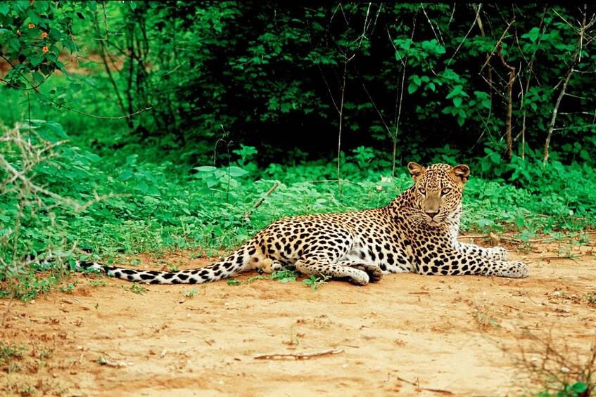 Picture 3 for Activity Yala National Park: Leopard Safari Day Tour from Colombo
