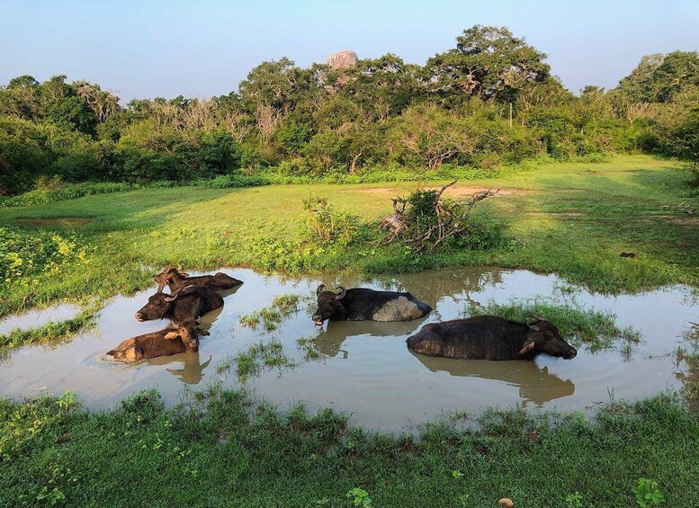 Picture 9 for Activity Yala National Park: Leopard Safari Day Tour from Colombo