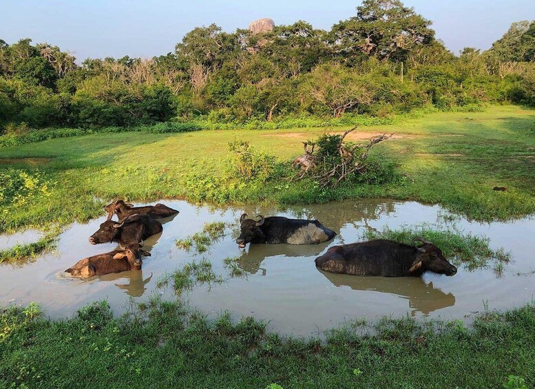 Picture 9 for Activity Yala National Park: Leopard Safari Day Tour from Colombo