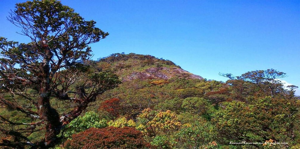 Picture 7 for Activity Kirigalpoththa Mountain Hike through Horton Plains