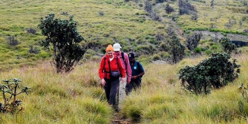 Picture 3 for Activity Kirigalpoththa Mountain Hike through Horton Plains