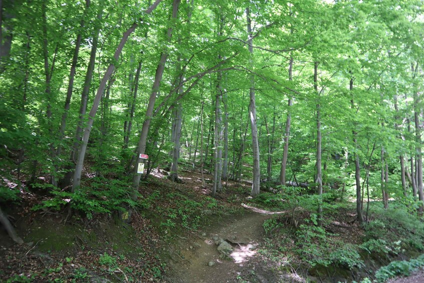 Picture 1 for Activity Experience Vitosha Mountain, a private hiking tour