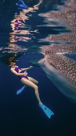 Sumbawa Tour 2 Days 1 Night ( Whale Shark Tour)