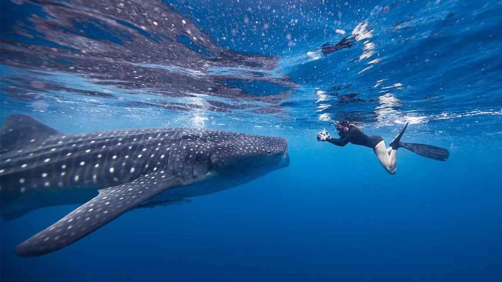 Picture 7 for Activity Sumbawa Tour 2 Days 1 Night ( Whale Shark Tour)